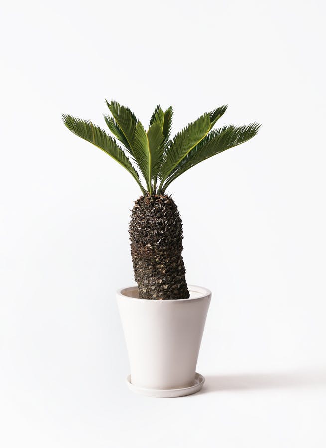 観葉植物 ソテツ 8号 サブリナ 白 付き | 観葉植物ならHitoHana
