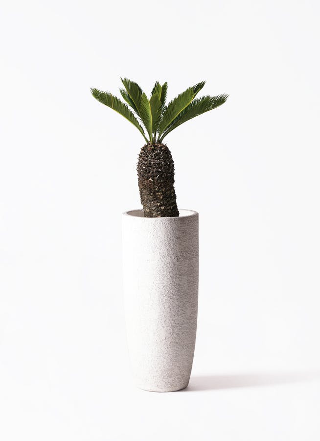 ソテツ 8号 | 観葉植物 | インテリアやギフトに - Hitohana（ひとはな）