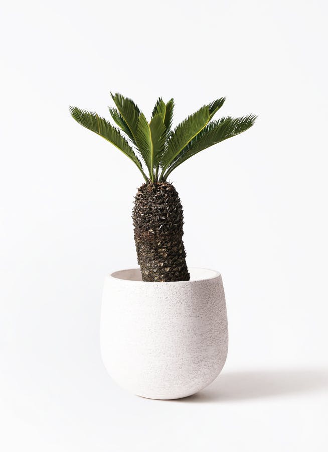 ソテツ 8号 | 観葉植物 | インテリアやギフトに - Hitohana