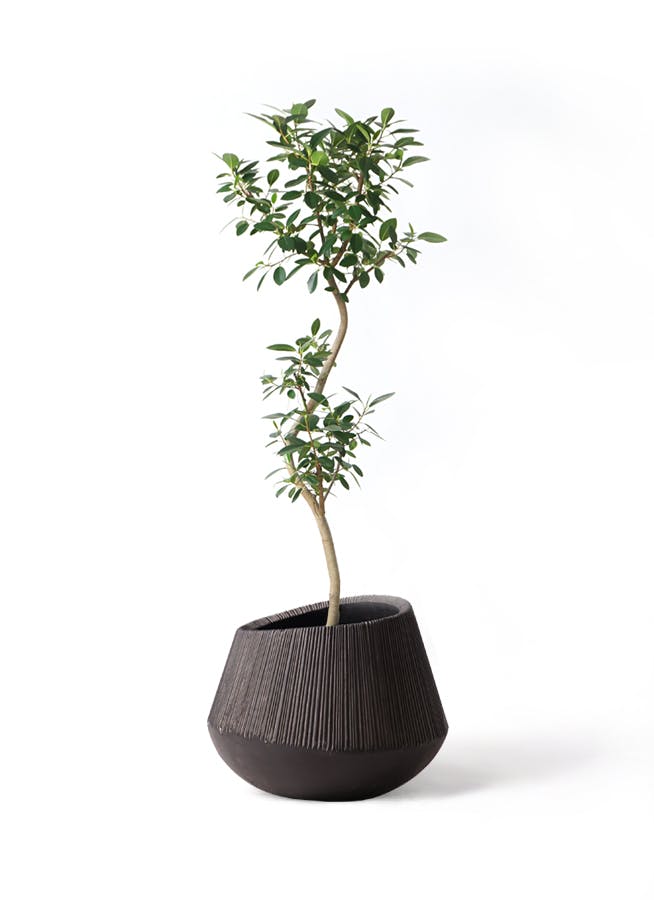 フランスゴムの木 8号 | 観葉植物 | 送料無料でお届け - Hitohana