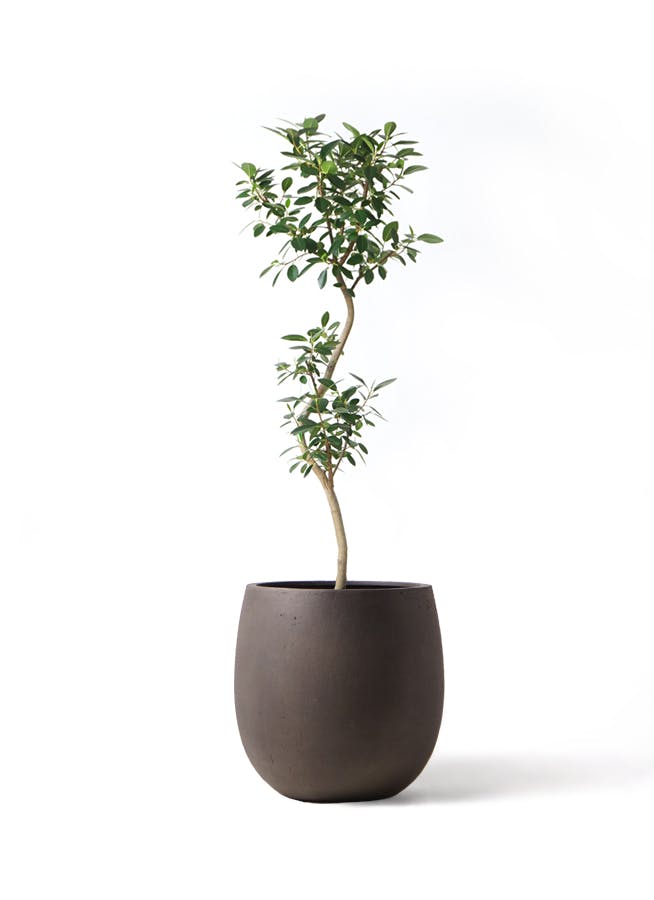 フランスゴムの木 8号 | 観葉植物 | 送料無料でお届け - Hitohana