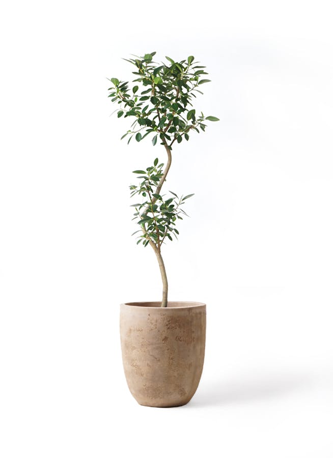 フランスゴムの木 8号 | 観葉植物 | 送料無料でお届け - Hitohana