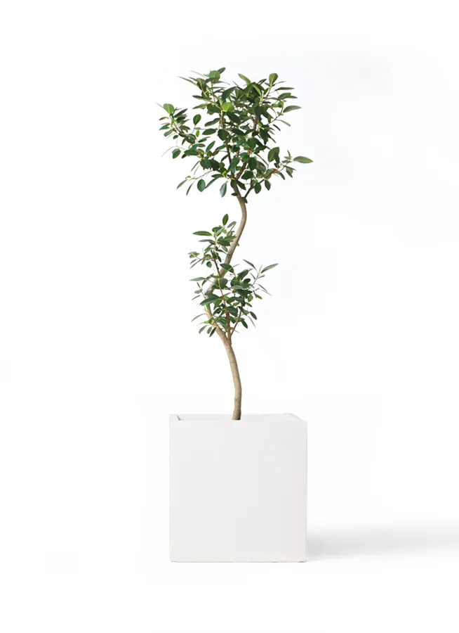 603. ポニーテール 8号鉢 124cm トックリラン 観葉植物 等しい 大型