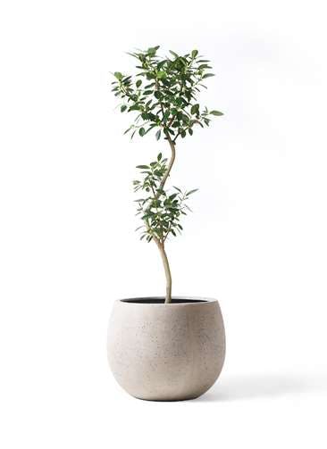 観葉植物 フランスゴムの木 8号 曲り テラニアス ローバルーン アンティークホワイト 付き
