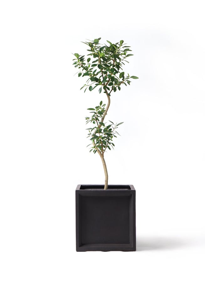 フランスゴムの木 曲がり | 観葉植物通販 Hitohana（ひとはな）