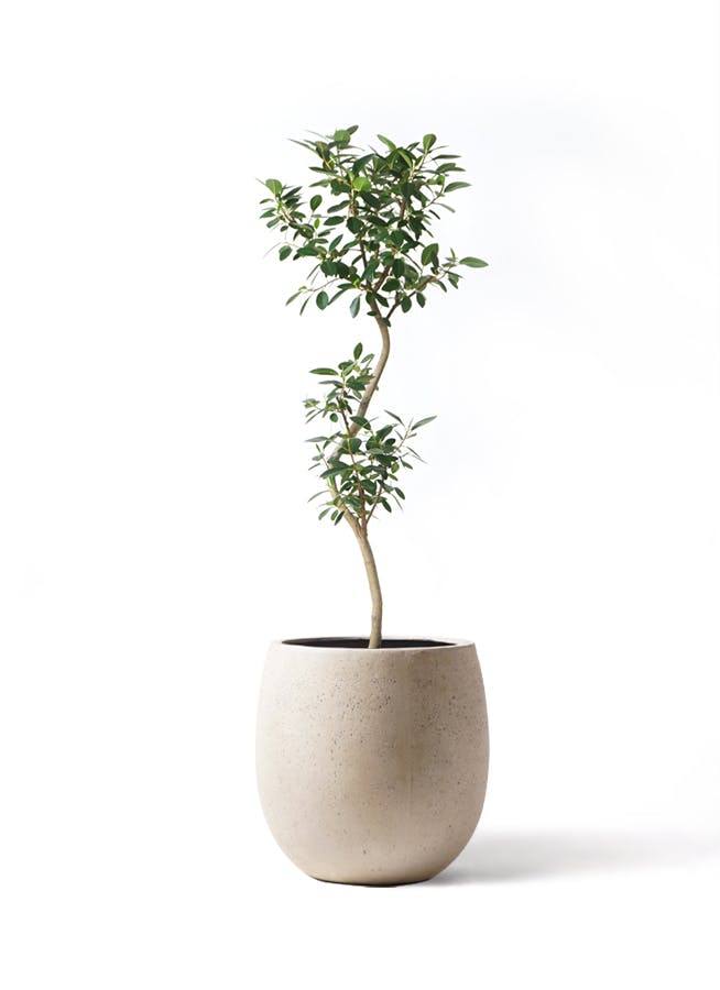 フランスゴム　リビングサイズ　高さ125cm 8号 フランスゴムの木 8号 | 観葉植物 | 送料無料でお届け - Hitohana