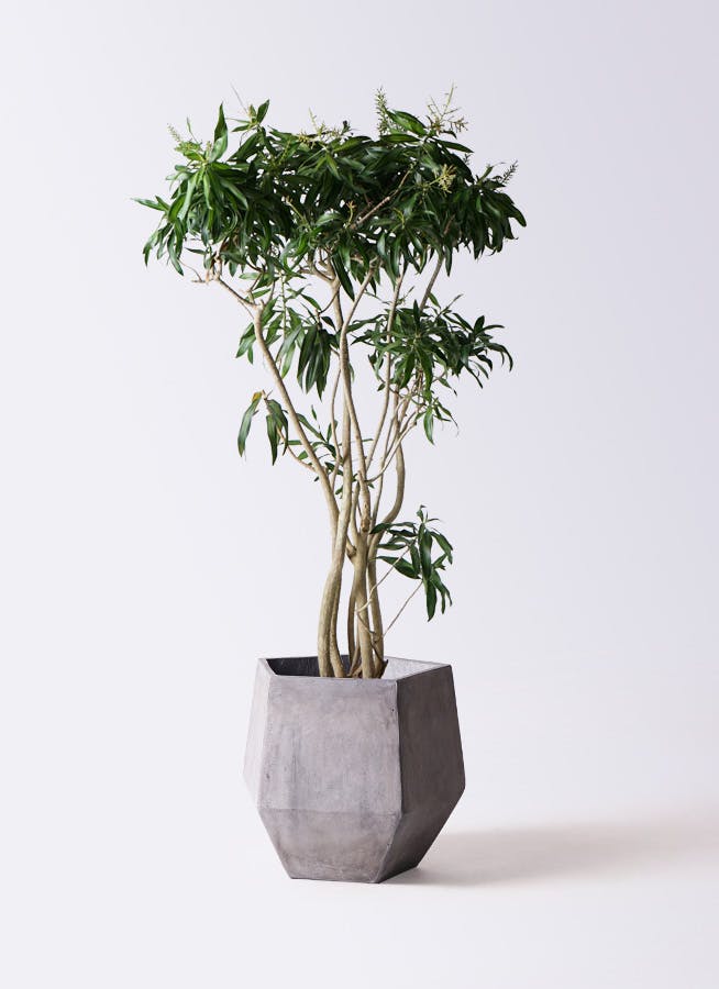 ドラセナ ソング オブ ジャマイカ 10号 | 観葉植物 | インテリアや 