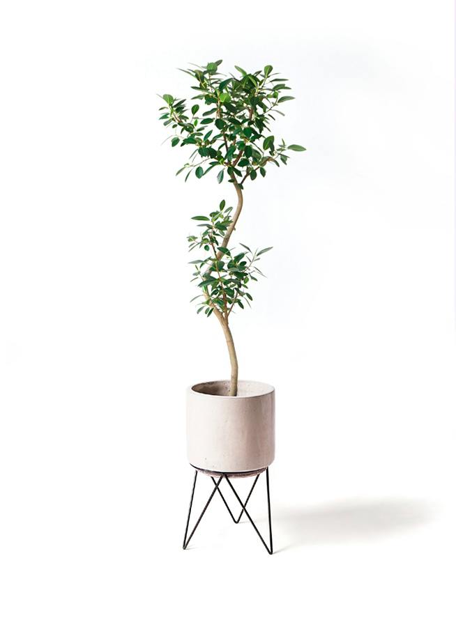 フランスゴムの木 曲がり | 観葉植物通販 Hitohana（ひとはな）