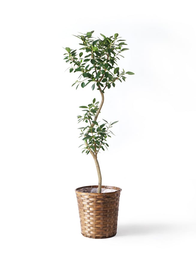 フランスゴムの木 8号 | 観葉植物 | 送料無料でお届け - Hitohana