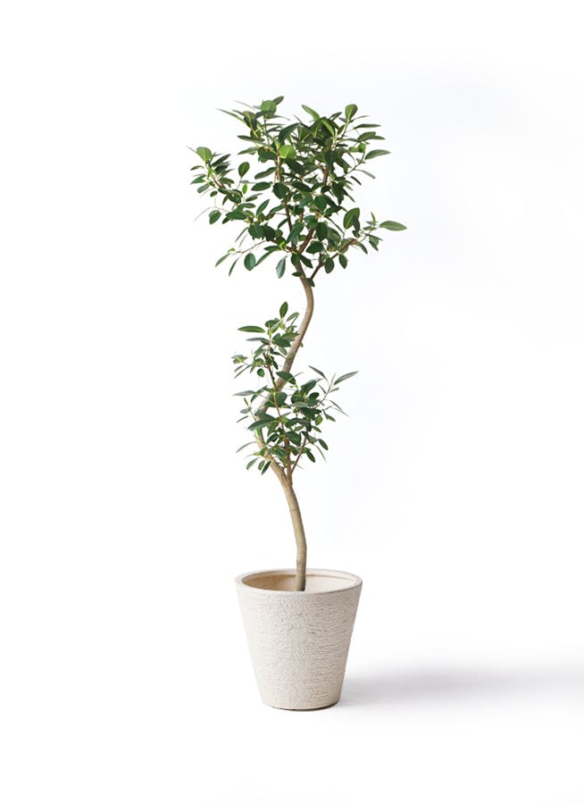 観葉植物　ゴムの木 観葉植物】フランスゴムの木【Sサイズ】 | garage living with plants