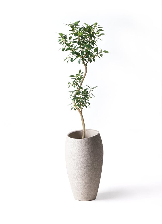 【現品】フランスゴム　曲がり　7号　茶鉢　（2） 現品】フランスゴム 曲がり 7号 茶鉢 （2）