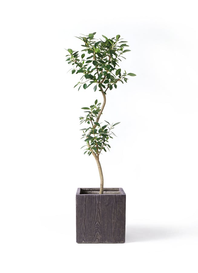 フランスゴムの木 曲がり | 観葉植物通販 Hitohana（ひとはな）