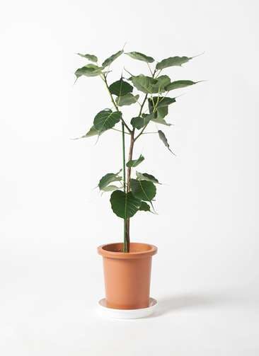 観葉植物 インドボダイジュ 8号 プラスチック鉢