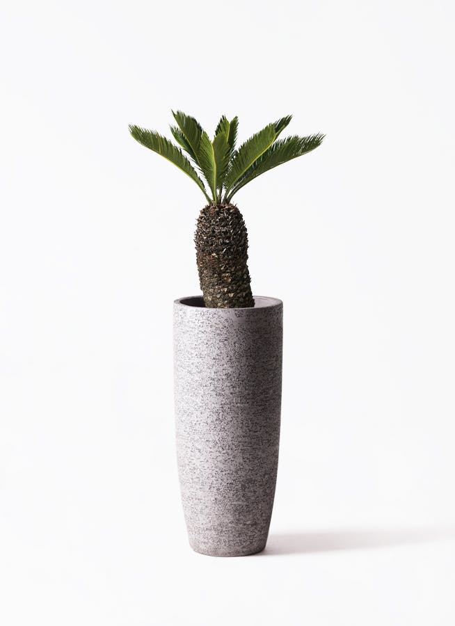 ソテツ 8号 | 観葉植物 | インテリアやギフトに - Hitohana