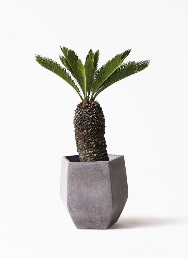 ソテツ 8号 | 観葉植物 | インテリアやギフトに - Hitohana