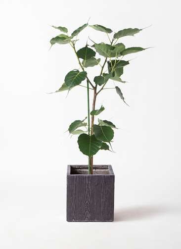 観葉植物 インドボダイジュ 8号 ベータ キューブプランター ウッド 茶 付き