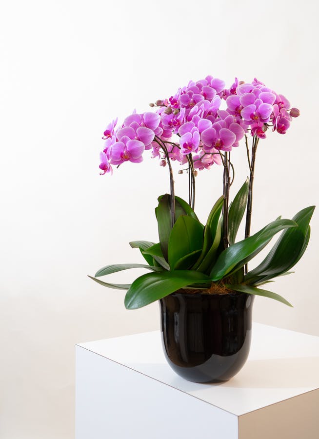 ミディ胡蝶蘭 ピンク 5本立ち | 胡蝶蘭ならHitoHana(ひとはな)