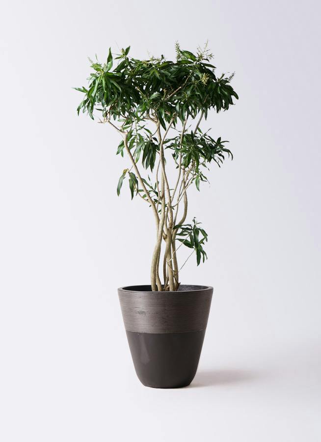 観葉植物 ドラセナ ソング オブ ジャマイカ 10号 ジュピター 黒 付き