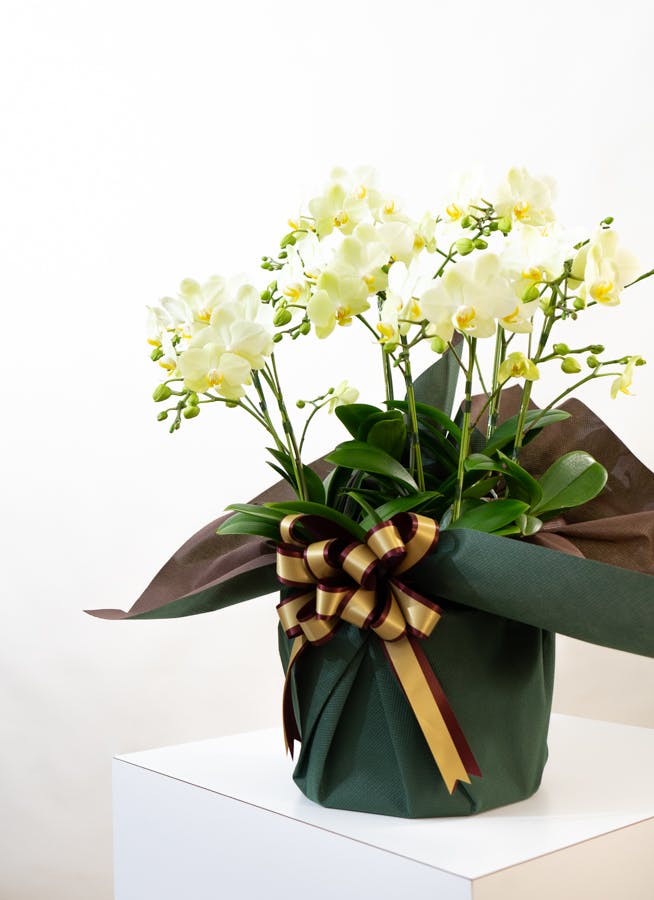 ミディ胡蝶蘭 黄色 シェアオーキッド 7本立ち | 胡蝶蘭ならHitoHana