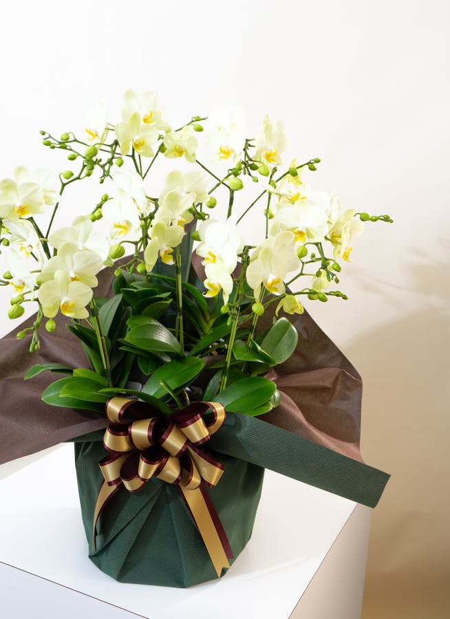 ミディ胡蝶蘭 黄色 シェアオーキッド 7本立ち | 胡蝶蘭ならHitoHana