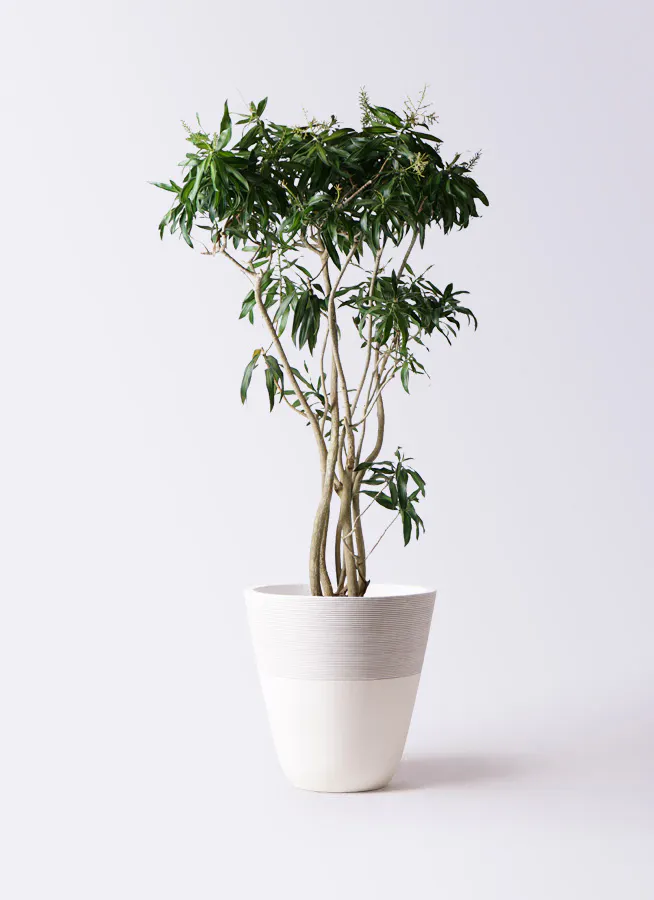 ドラセナ ソング オブ ジャマイカ 10号 | 観葉植物 | インテリアや 