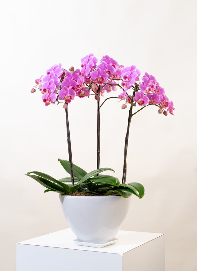 母の日ギフト 観葉寄せミディピンク2本立オリジナル陶器鉢(パルテノ鉢) 観葉寄せミディ2本立(ピンク)オリジナル陶器鉢□送料無料□ミディ胡蝶蘭