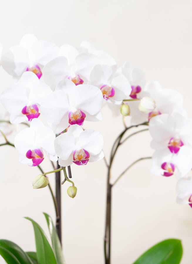 phal 胡蝶蘭ミディ2F