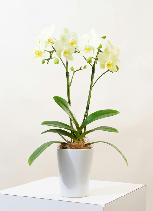 専用　2本立ちイエロー胡蝶蘭鉢植え　クレイフラワー ミディ胡蝶蘭 黄色 2本立ち（4号L2F） | 胡蝶蘭ならHitoHana(ひとはな)