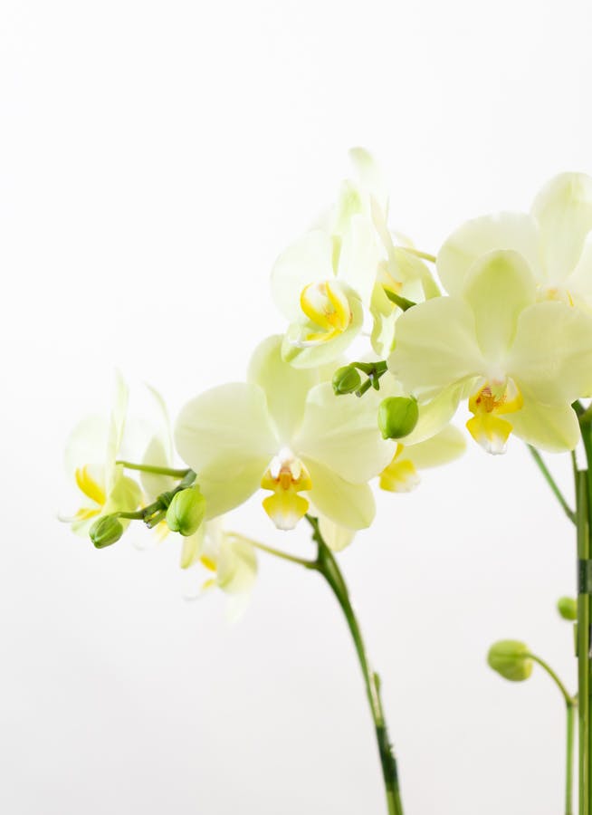 ミニ胡蝶蘭 黄色 テーブル胡蝶蘭 3本立ち | 胡蝶蘭ならHitoHana(ひとはな)