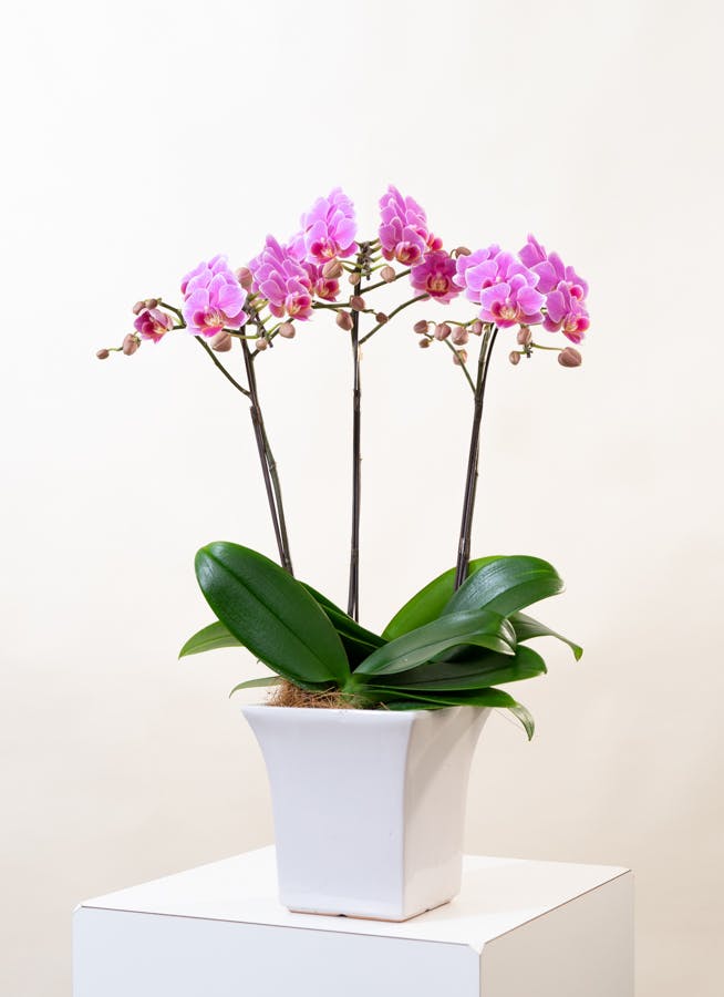 ミニ胡蝶蘭 ピンク テーブル胡蝶蘭 3本立ち | 胡蝶蘭ならHitoHana(ひと