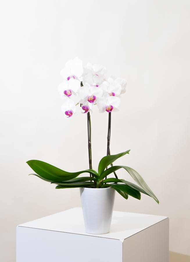 phal 胡蝶蘭 ミディ 2F 胡蝶蘭 ミディ2本立ち観葉寄せ 5500円税込