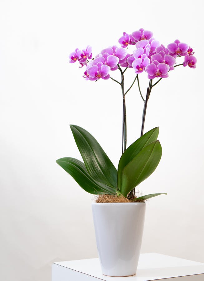 ♡phalaenopsis♡様 専用ページ いつもありがとうございます-