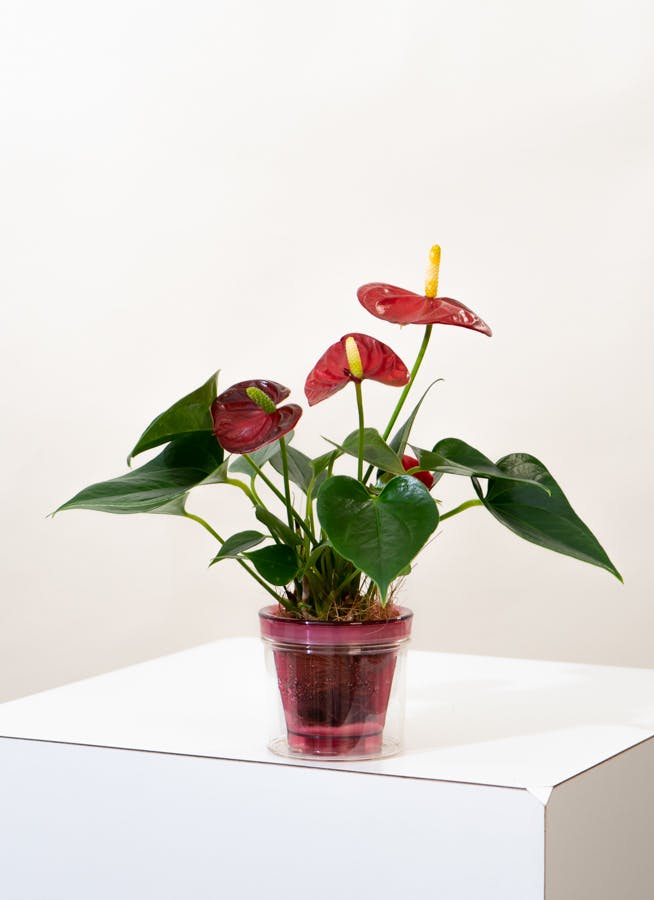 観葉植物 アンスリウム ミニ ピンク アクアポット 観葉植物ならhitohana ひとはな