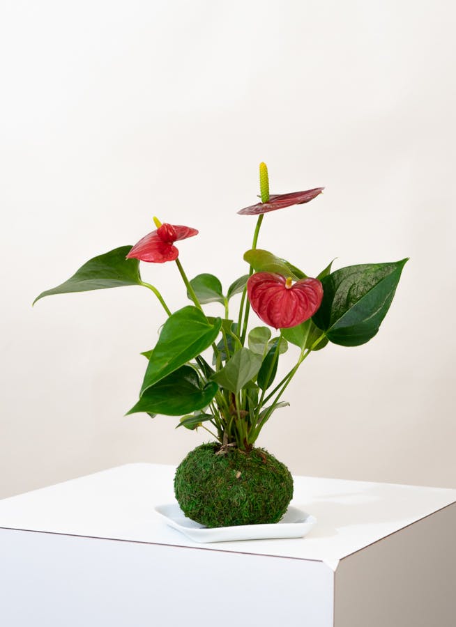 観葉植物 アンスリウム ミニ ピンク 苔玉 観葉植物ならhitohana ひとはな