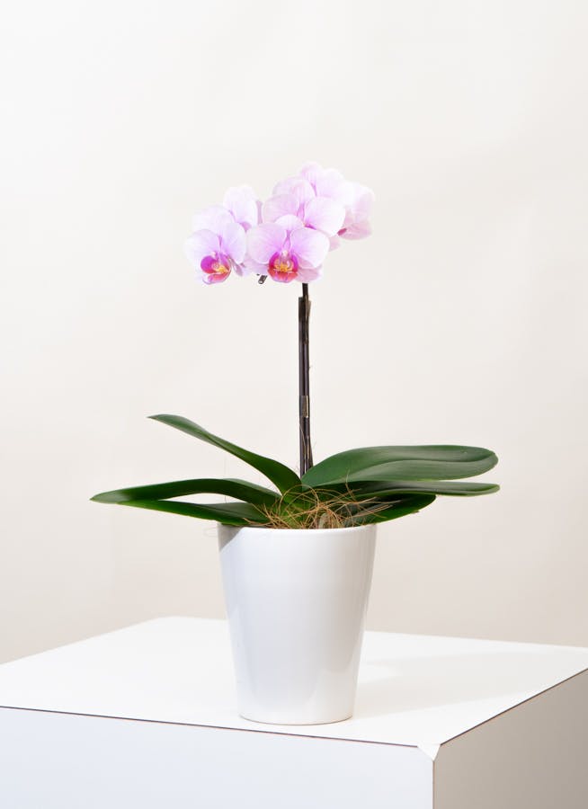 ミニ胡蝶蘭 ピンク テーブル胡蝶蘭 1本立ち | 胡蝶蘭ならHitoHana(ひと
