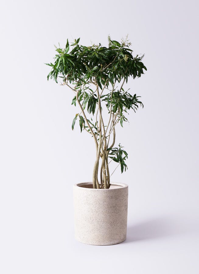 ドラセナ ソング オブ ジャマイカ 10号 | 観葉植物 | インテリアや