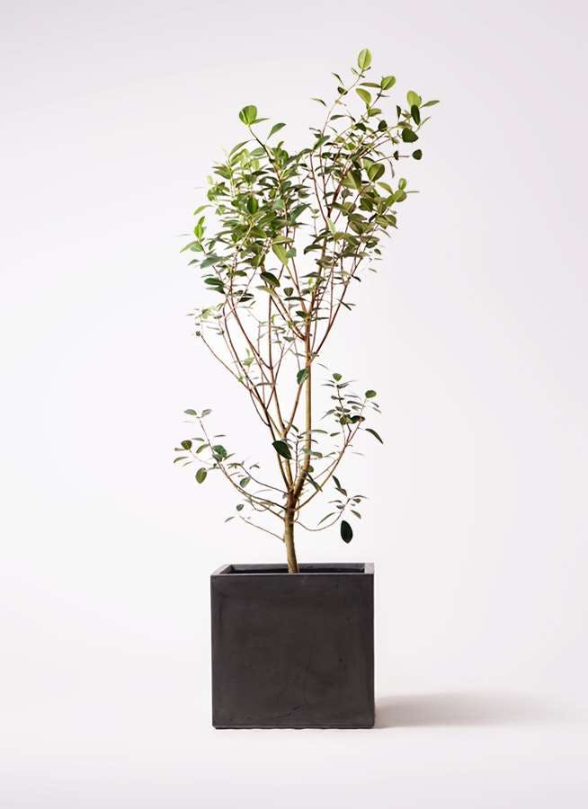 観葉植物 フランスゴムの木 10号 ノーマル ファイバークレイ キューブ 付き