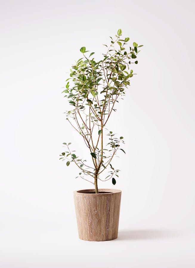 観葉植物 フランスゴムの木 鉢植え インテリアグリーン ホワイト 