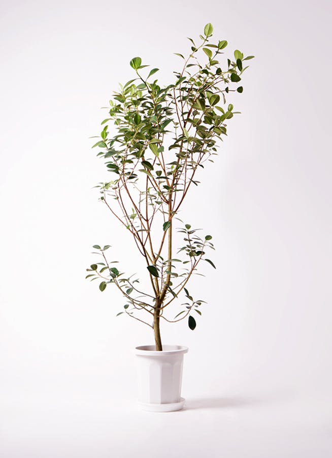 観葉植物 フランスゴムの木 10号 ノーマル エコストーンLight Gray 