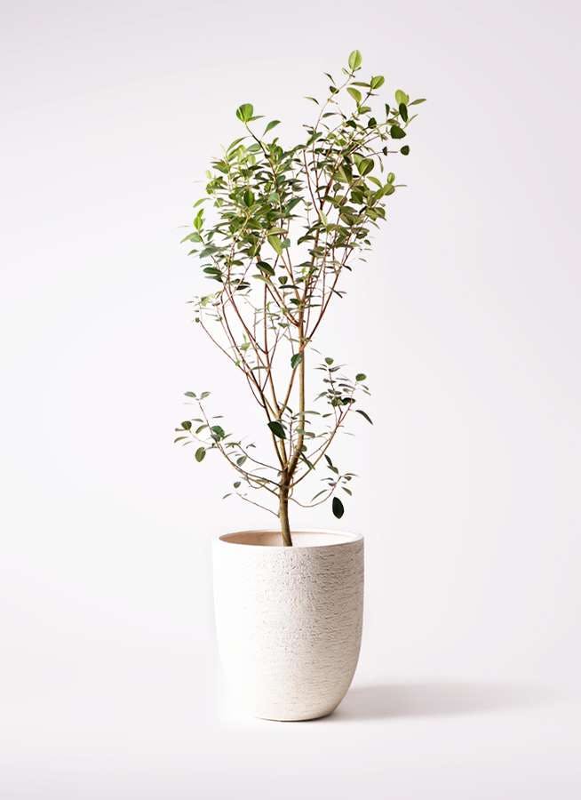 観葉植物 フランスゴムの木 10号 ノーマル ビアスアルトエッグ 白 付き