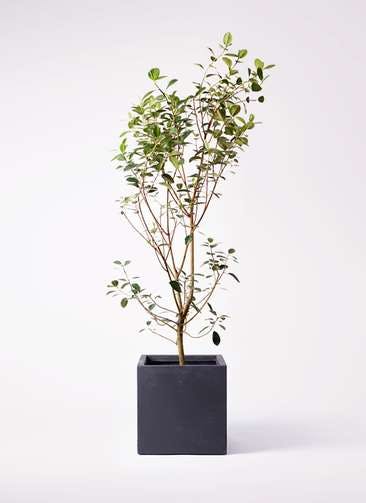 観葉植物 フランスゴムの木 10号 ノーマル ベータ キューブプランター 黒 付き