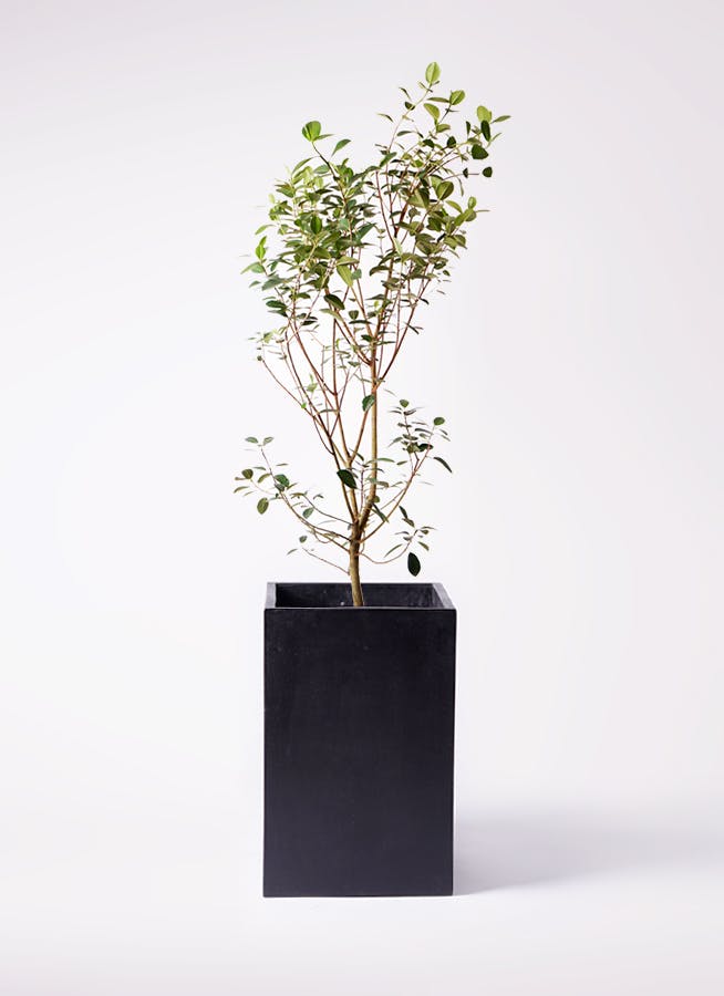 観葉植物 フランスゴムの木 10号 ノーマル セドナロング 墨 付き | 観葉植物ならHitoHana(ひとはな)