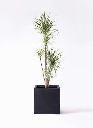 観葉植物 コンシンネ ホワイポリー 10号 ストレート ベータ キューブプランター 黒 付き