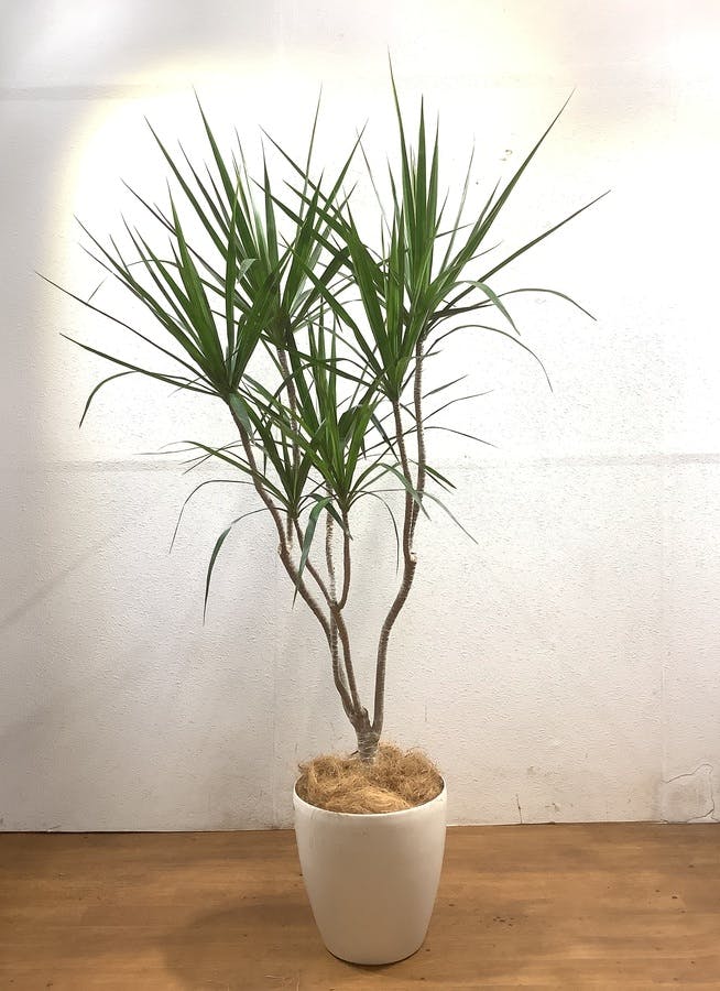 観葉植物 ドラセナ コンシンナ コンシンネ 龍 曲がり 7号鉢