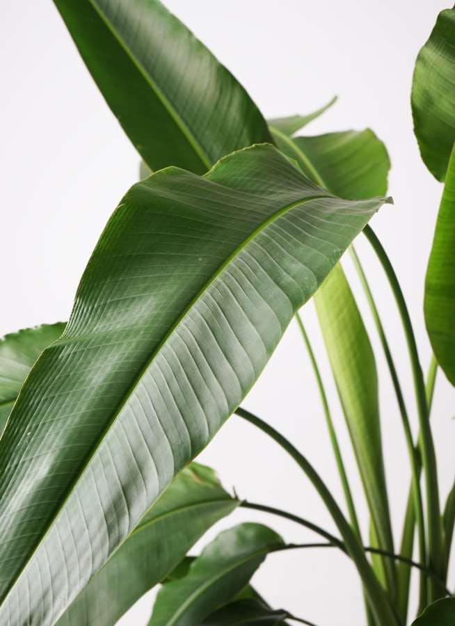 【送料込】旅人の木10節⑧ ravenala-madagascariensis-