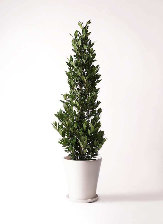 観葉植物 月桂樹 10号 サブリナ 白 付き 観葉植物ならhitohana ひとはな 観葉植物 月桂樹 10号 サブリナ 白 付き 観葉植物ならhitohana ひとはな