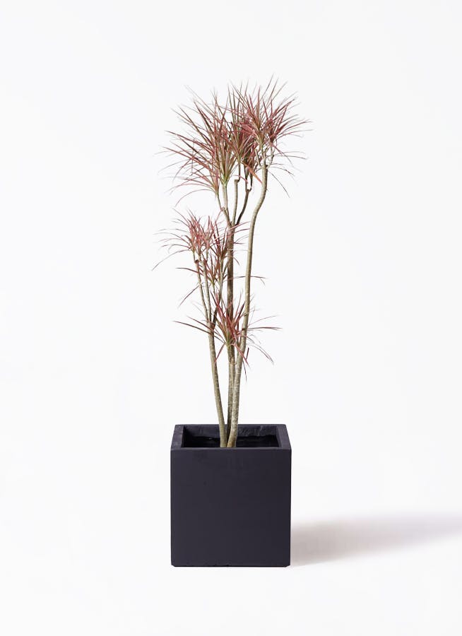 観葉植物 ドラセナ コンシンネ レインボー 8号 ストレート ベータ
