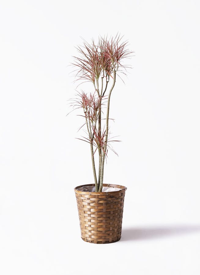 観葉植物 ドラセナ コンシンネ レインボー 8号 ストレート 竹