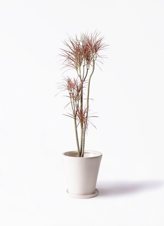 観葉植物 ドラセナ コンシンネ レインボー 8号 ストレート サブリナ 白