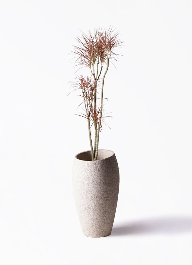 ドラセナ コンシンネ レインボー 8号 | 観葉植物通販HitoHana(ひとはな)